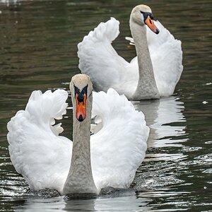 swan_hdr-9.jpg