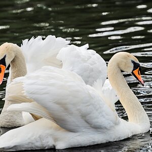 swan_hdr-12.jpg