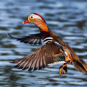 Mandarin duck.jpg