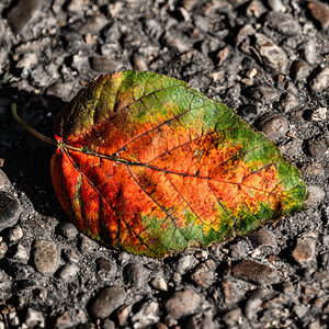 leaf_hdr-11.jpg