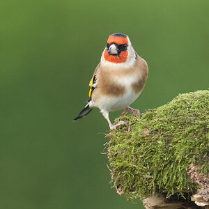 Goldfinch-DSC04074-2048px.jpg