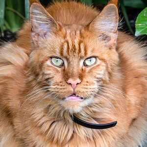 maine coon red hdr-2.jpg