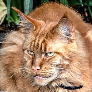 maine_coon red_hdr-6.jpg