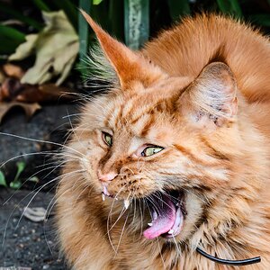 maine_coon red_hdr-8.jpg