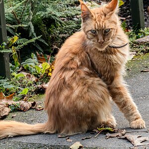 maine_coon red_hdr-12.jpg