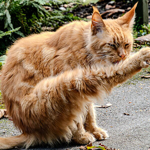maine_coon red_hdr-20.jpg