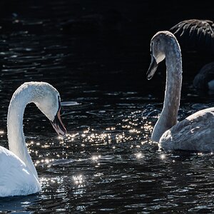 swan_ligth_hdr-9.jpg