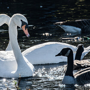 swans_light_hdr-1.jpg