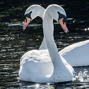 swans_light_hdr-2.jpg