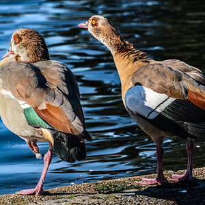 egyptian_geese_hdr-1.jpg