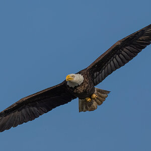 Bombay Bald Eagle-0102547-D-S.jpg