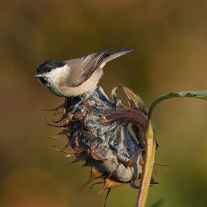 DSC09448 - Marsh Tit.jpeg