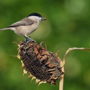 DSC09560 - Marsh Tit.jpeg