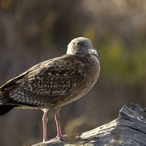 Seagull 2  .jpg