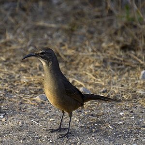long bill bird .jpg