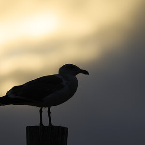 Seagull sil .jpg