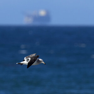 Sea gull 1 copy.jpg