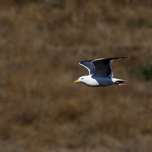 Seagull 3 .jpg