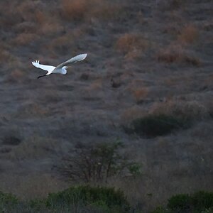 Heron y .jpg