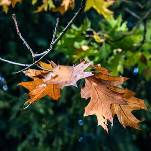 autumn_leaves_hdr-3.jpg