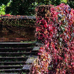 autumn_leaves_steps_hdr-3.jpg