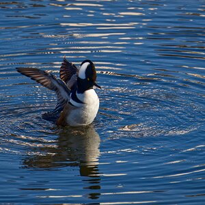 Hooded Merganser Waves Hello.jpeg