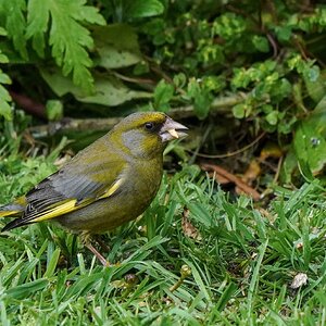 Green finch 1 (1 of 1).jpg
