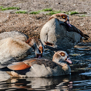 egyptian_geese_hdr-9.jpg