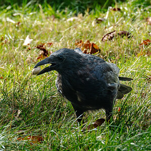 crow_nut-2.jpg