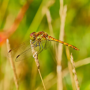 dragonfly 2023 37.jpg