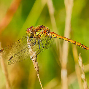 dragonfly 2023 38.jpg