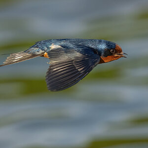 Heinz Barn Swallow-0101287-D-S copy.jpg