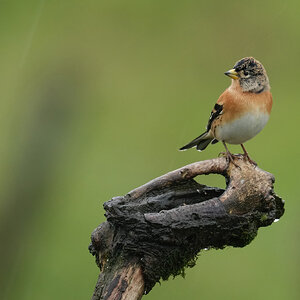 Brambling-DSC04253-2048px.jpg