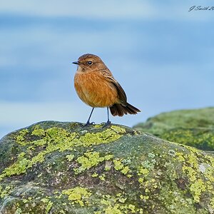 stonechat 2023 3.jpg