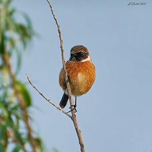 stonechat 2023 4.jpg