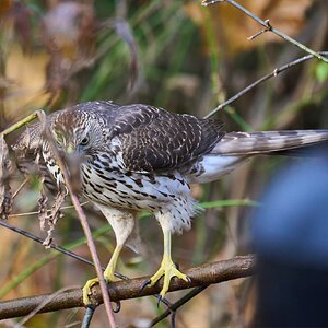 Cooper's Hawk - Ashland NC - 11052023 - 04- DN.jpg