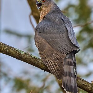 Cooper's Hawk - Ashland NC - 11052023 - 02- DN.jpg