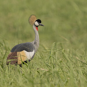 Grey Crowned Crane-06902.jpg