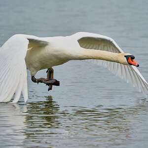 swan 2023 13.jpg