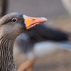 goose_hdr-4.jpg