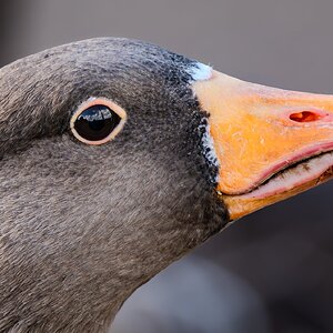 goose_hdr-6.jpg