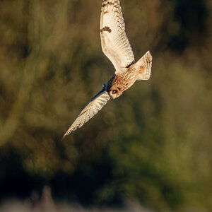 Short Eared Owls-9.jpg