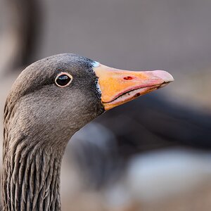 goose_hdr-2.jpg