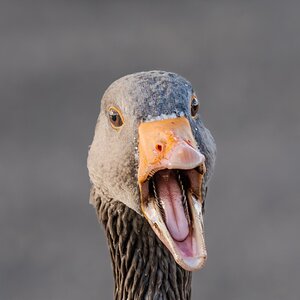 crazy_goose_hdr-3.jpg