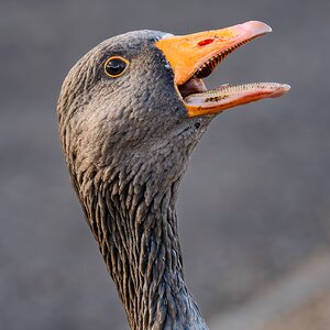 crazy_goose_hdr-6.jpg