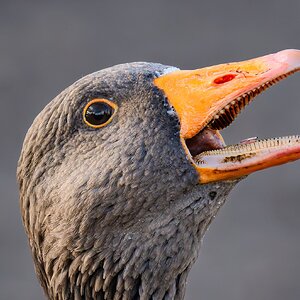 crazy_goose_hdr-7.jpg