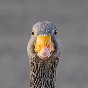 crazy_goose_hdr-9.jpg