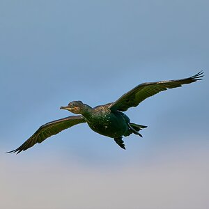 cormorant 2023 (13).jpg