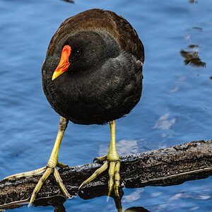 moor_hen_hdr-3.jpg