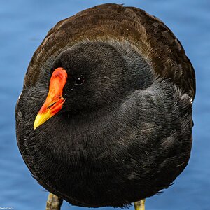 moor_hen_hdr-5.jpg